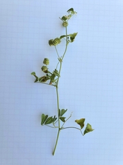 Medicago truncatula