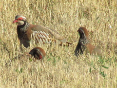 Alectoris rufa
