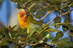 Hemithraupis ruficapilla