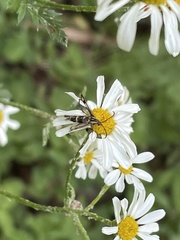 Chamaesphecia empiformis