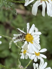 Chamaesphecia empiformis