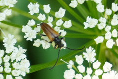Pseudovadonia