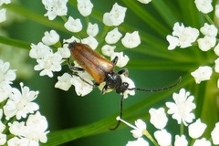 Pseudovadonia