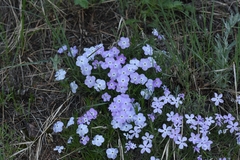 Phlox multiflora