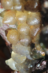 Siphonaria thersites