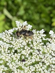 Eristalis saxorum