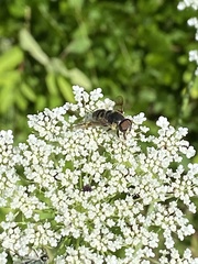 Eristalis saxorum