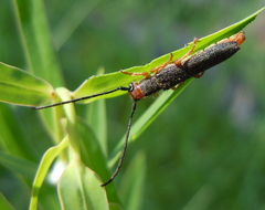 Oberea erythrocephala