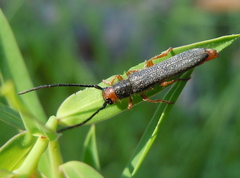 Oberea erythrocephala