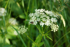 Pseudovadonia