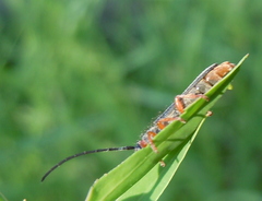 Oberea erythrocephala