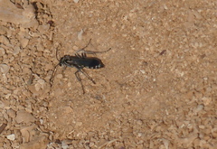 Pompilus cinereus