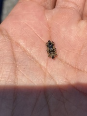 Sphenophorus callosus