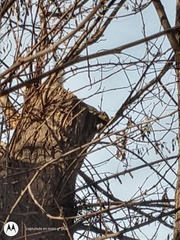 Callosciurus erythraeus