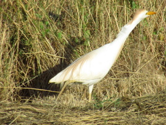 Bubulcus ibis