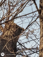 Callosciurus erythraeus