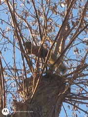 Callosciurus erythraeus