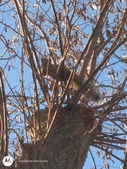 Callosciurus erythraeus