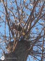 Callosciurus erythraeus