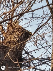 Callosciurus erythraeus