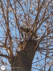 Callosciurus erythraeus