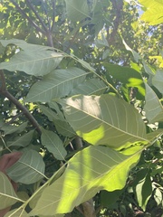 Fraxinus pennsylvanica lanceolata