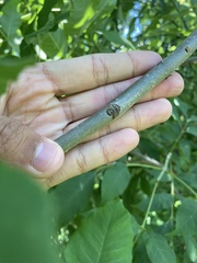 Fraxinus pennsylvanica lanceolata