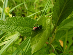 Chrysolina graminis