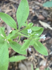 Allophyllum integrifolium