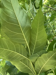 Fraxinus pennsylvanica lanceolata