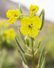 Chylismia claviformis cruciformis