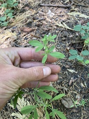 Allophyllum integrifolium