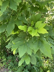 Fraxinus pennsylvanica lanceolata