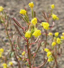 Chylismia claviformis cruciformis