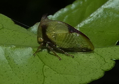 Ceresa ustulata