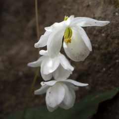Epimedium diphyllum