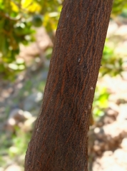 Pouteria lucuma