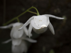 Epimedium diphyllum