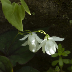 Epimedium diphyllum