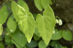 Epimedium diphyllum