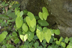 Epimedium diphyllum