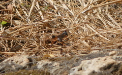 Ammophila heydeni