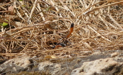 Ammophila heydeni