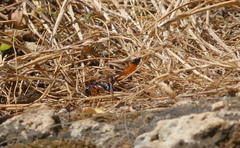 Ammophila heydeni