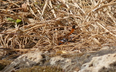Ammophila heydeni