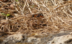 Ammophila heydeni