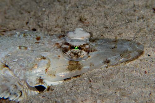 Longsnout flathead (Thysanophrys chiltonae) — Platycephalidae — 4