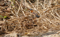 Ammophila heydeni