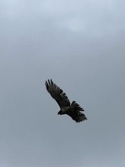 Buteo ventralis