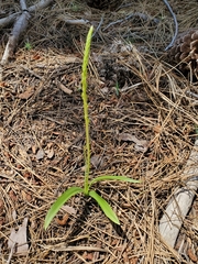 Platanthera unalascensis